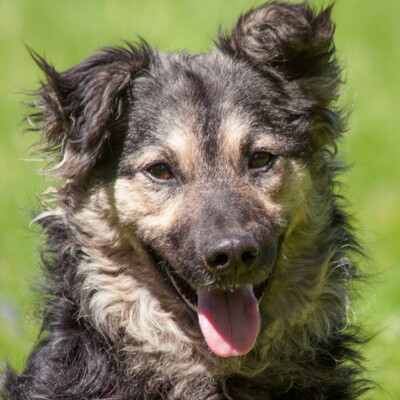 Jenka, Mischling - Hündin