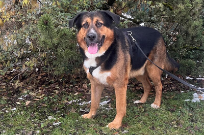 Jenn-Balu, Schäfer-Berner-Sennen-Mix - Rüde