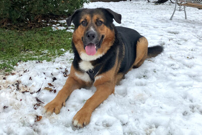 Jenn-Balu, Schäfer-Berner-Sennen-Mix - Rüde