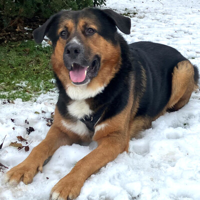 Jenn-Balu, Schäfer-Berner-Sennen-Mix - Rüde