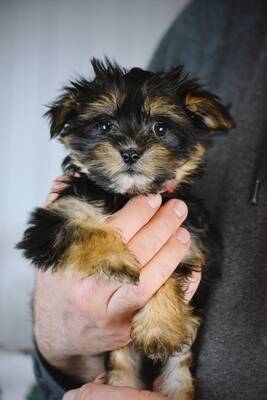 Jenna sucht warmes Körbchen..., Yorki-Malteser-Mischling Welpen - Hündin
