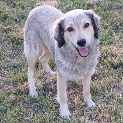 Jenni - freundlich, lernwillig sehr aufmerksam 💖/ Vorgemerkt, Schäferhund-Mischling - Hündin