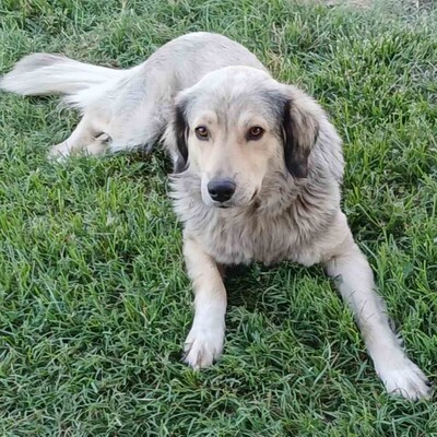Jenni - freundlich, lernwillig sehr aufmerksam 💖/ Vorgemerkt, Schäferhund-Mischling - Hündin