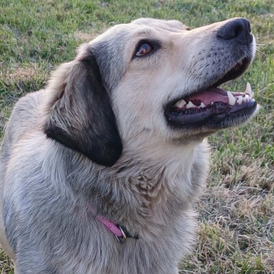 Jenni - freundlich, lernwillig sehr aufmerksam 💖/ Vorgemerkt, Schäferhund-Mischling - Hündin