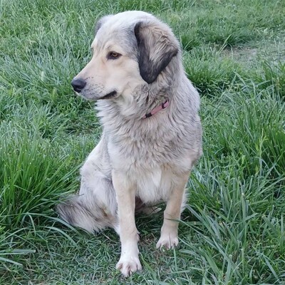 Jenni - freundlich, lernwillig sehr aufmerksam 💖/ Vorgemerkt, Schäferhund-Mischling - Hündin