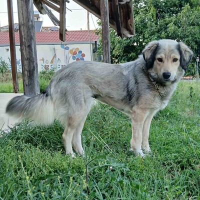 Jenni - freundlich, lernwillig sehr aufmerksam 💖/ Vorgemerkt, Schäferhund-Mischling - Hündin