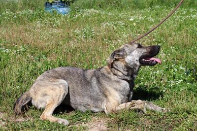 Jennifer - ein liebes Mädchen, Mischling - Hündin