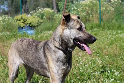 Jennifer - ein liebes Mädchen, Mischling - Hündin