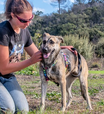 Jennifer - ein liebes Mädchen, Mischling - Hündin