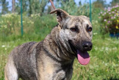 Jennifer - ein liebes Mädchen, Mischling - Hündin