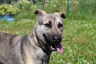 Jennifer - ein liebes Mädchen, Mischling - Hündin