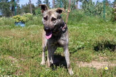 Jennifer - ein liebes Mädchen, Mischling - Hündin