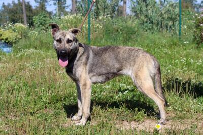 Jennifer - ein liebes Mädchen, Mischling - Hündin
