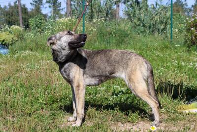 Jennifer - ein liebes Mädchen, Mischling - Hündin