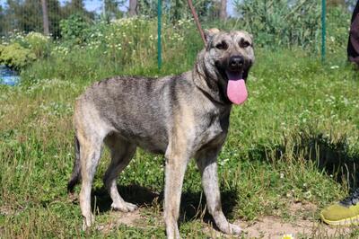 Jennifer - ein liebes Mädchen, Mischling - Hündin