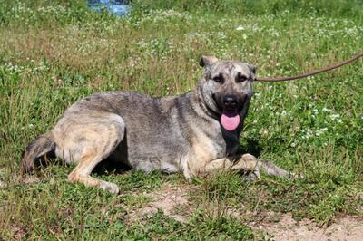 Jennifer - ein liebes Mädchen, Mischling - Hündin