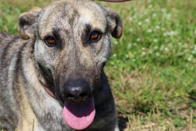 Jennifer - ein liebes Mädchen, Mischling - Hündin