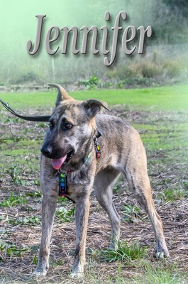 Jennifer - sanftes Herz sucht Halt, Mischling - Hündin