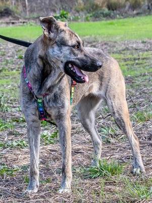 Jennifer - sanftes Herz sucht Halt, Mischling - Hündin