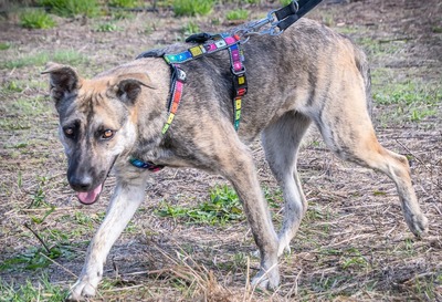 Jennifer - sanftes Herz sucht Halt, Mischling - Hündin