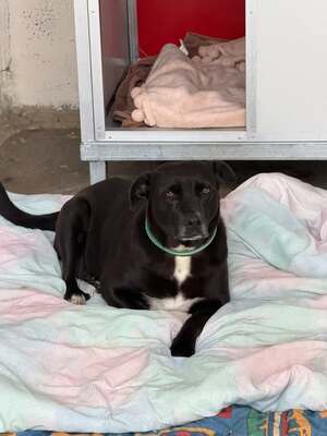 Jenny Labi Mix Hündin wartet schon über 1 Jahr, Labrador - Hündin
