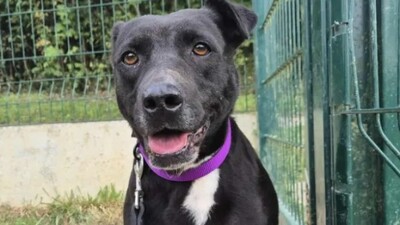 Jenny Labrador Mix Hündin wartet immer noch im Tierheim