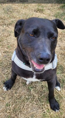 Jenny Labrador Mix Hündin wartet immer noch im Tierheim, Labrador - Hündin