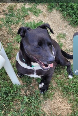 Jenny Labrador Mix Hündin wartet immer noch im Tierheim, Labrador - Hündin