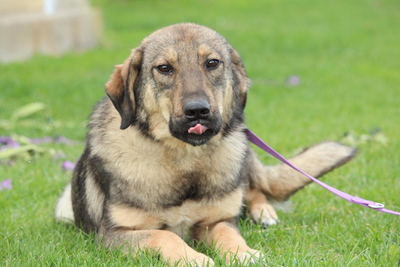 Jenny, Mischling - Hündin