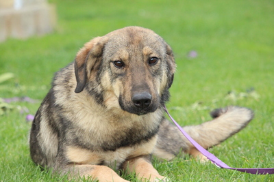 Jenny, Mischling - Hündin