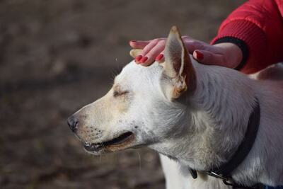 Jenny - Verträgliches Hundemädchen, ca. 1 Jahr/46cm, Mischling - Hündin
