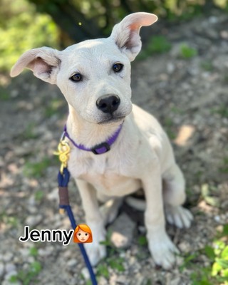 💜💜💜 Jenny sucht ihr Körbchen 💜💜💜