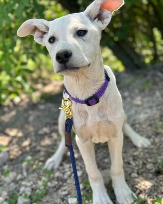 💜💜💜 Jenny sucht ihr Körbchen 💜💜💜, Mischling - Hündin