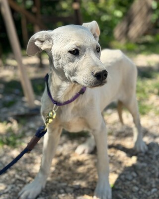 💜💜💜 Jenny sucht ihr Körbchen 💜💜💜, Mischling - Hündin