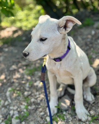 💜💜💜 Jenny sucht ihr Körbchen 💜💜💜, Mischling - Hündin