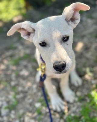 💜💜💜 Jenny sucht ihr Körbchen 💜💜💜, Mischling - Hündin