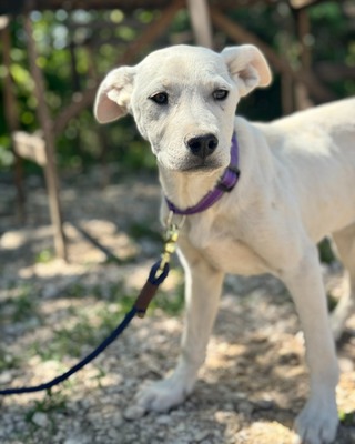 💜💜💜 Jenny sucht ihr Körbchen 💜💜💜, Mischling - Hündin
