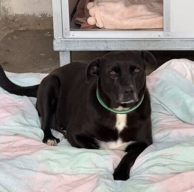 Jenny verträgliche Labrador Mix Hündin sucht schon über 1 Jahr