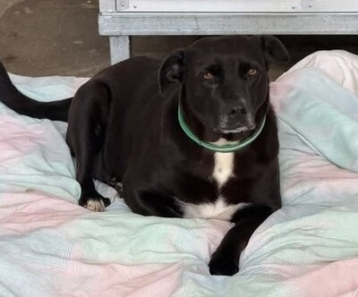 Jenny verträgliche Labradormix Hündin wartet schon lange