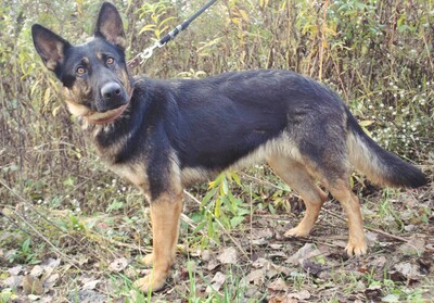 🌸Jeny ist eine Deutsche Schäferhündin die auf der Straße zwischen zwei Dörfern sitzend gefunden wurde🌺, Deutscher Schäferhund - Hündin