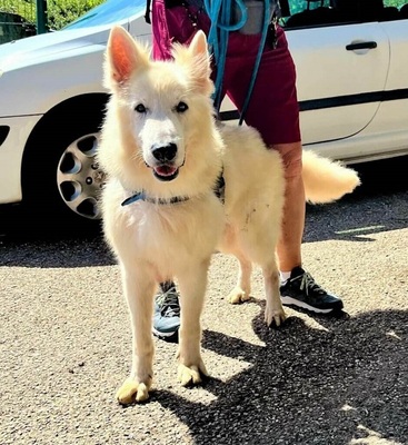 Jerko Weißer Schweizer Schäferhund sucht dringend ein Zuhause, Weißer Schweizer Schäferhund - Rüde