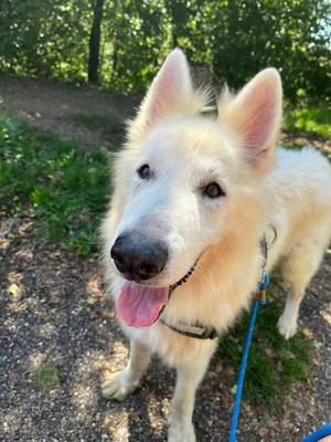 Jerko Weißer Schweizer Schäferhund sucht dringend ein Zuhause, Weißer Schweizer Schäferhund - Rüde