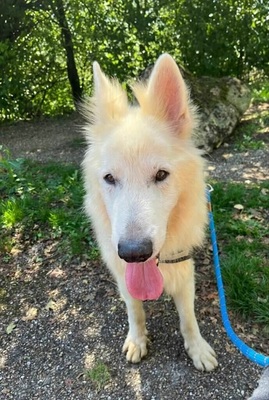 Jerko Weißer Schweizer Schäferhund sucht dringend ein Zuhause, Weißer Schweizer Schäferhund - Rüde
