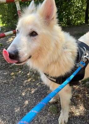 Jerko Weißer Schweizer Schäferhund sucht dringend ein Zuhause, Weißer Schweizer Schäferhund - Rüde