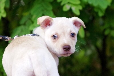 Jerry, Mischling Welpen - Rüde