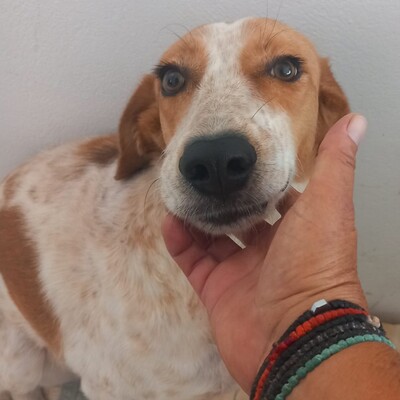 Jerry - ausgesprochen sensibel & vorsichtig 🫶, Jagdhund-Mischling - Hündin