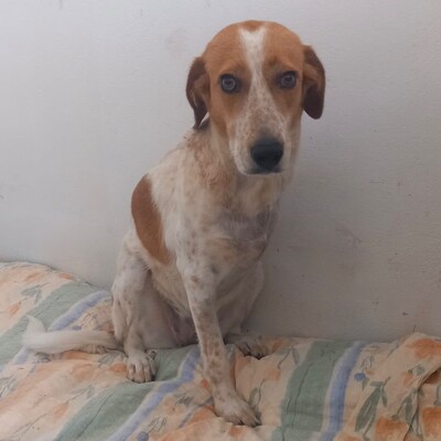 Jerry - ausgesprochen sensibel & vorsichtig 🫶, Jagdhund-Mischling - Hündin