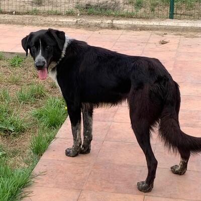 🐶Jerry sucht aktive Menschen, die viel mit ihm unternehmen und ihn auch geistig beschäftigen 💥, Mischlingsrüde - Rüde