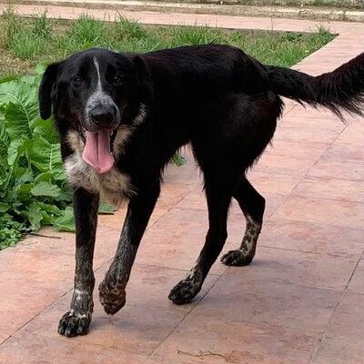 🐶Jerry sucht aktive Menschen, die viel mit ihm unternehmen und ihn auch geistig beschäftigen 💥, Mischlingsrüde - Rüde