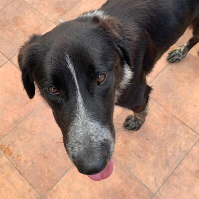 🐶Jerry sucht aktive Menschen, die viel mit ihm unternehmen und ihn auch geistig beschäftigen 💥, Mischlingsrüde - Rüde